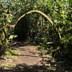 tortuguero-jaguar-trail
