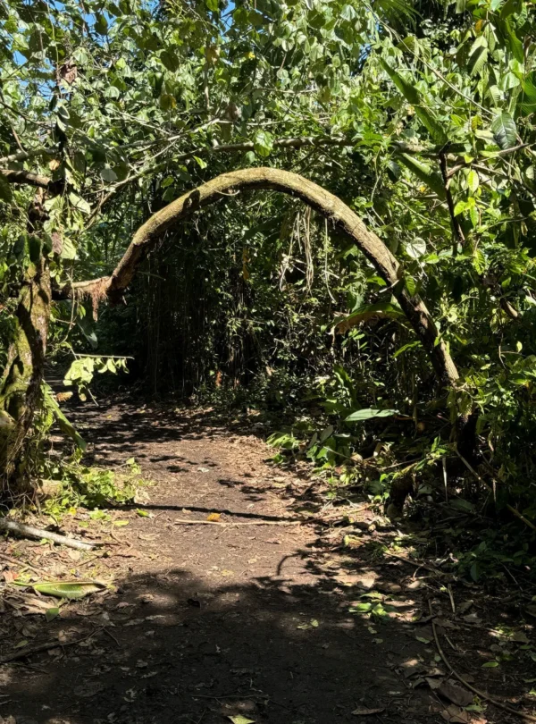 tortuguero-jaguar-trail