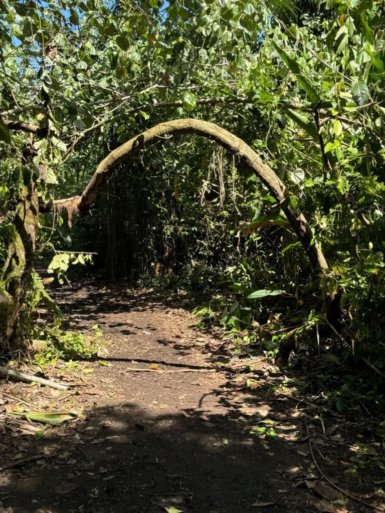 tortuguero-jaguar-trail