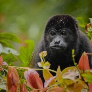 Monkey Adventure