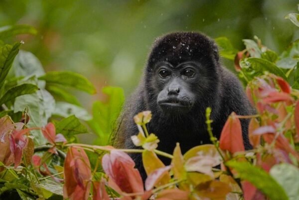 Monkey Adventure