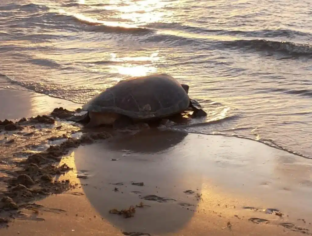 turtle nesting Tortuguero National Park, Costa Rica