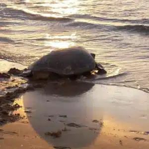 turtle nesting Tortuguero National Park, Costa Rica