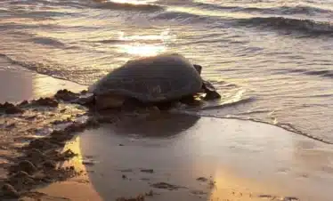 turtle nesting Tortuguero National Park, Costa Rica