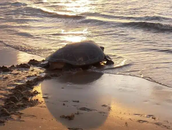 turtle nesting Tortuguero National Park, Costa Rica