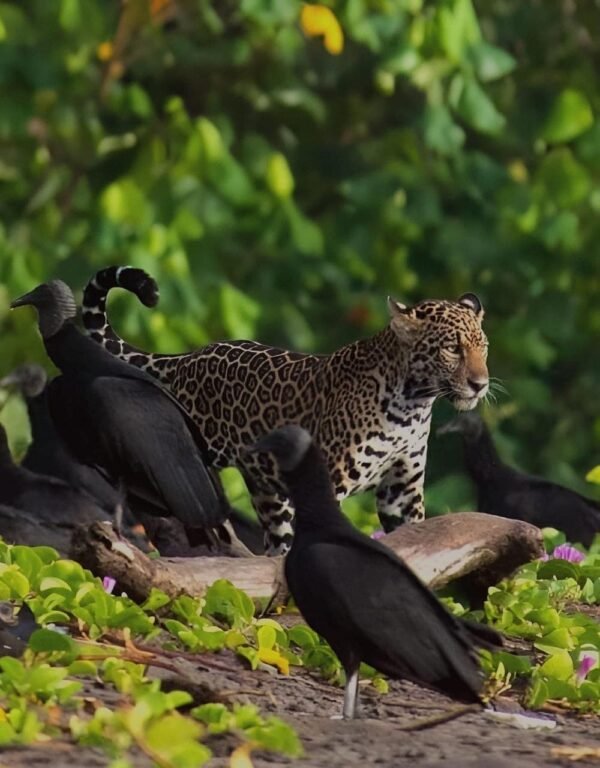 Jaguar Adventure